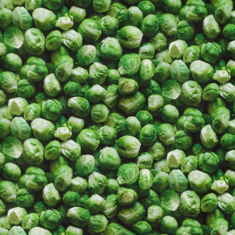 VEGETABLE GARDEN Printed Cotton - Brussel sprout - Green