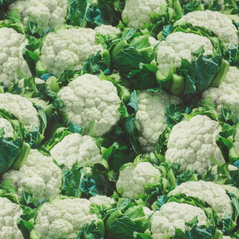 VEGETABLE GARDEN Printed Cotton - Cauliflower - White