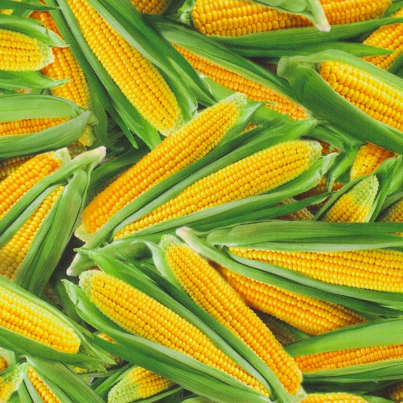 VEGETABLE GARDEN Printed Cotton - Corn - Yellow